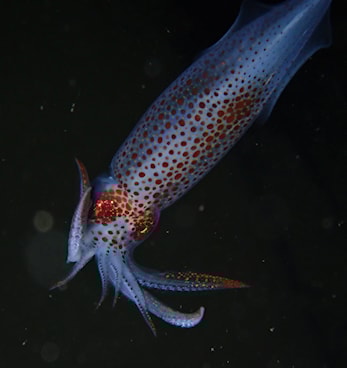 Dykking i Oslofjorden